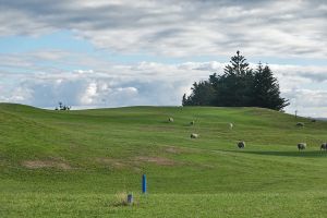 Waverley 11th Fairway